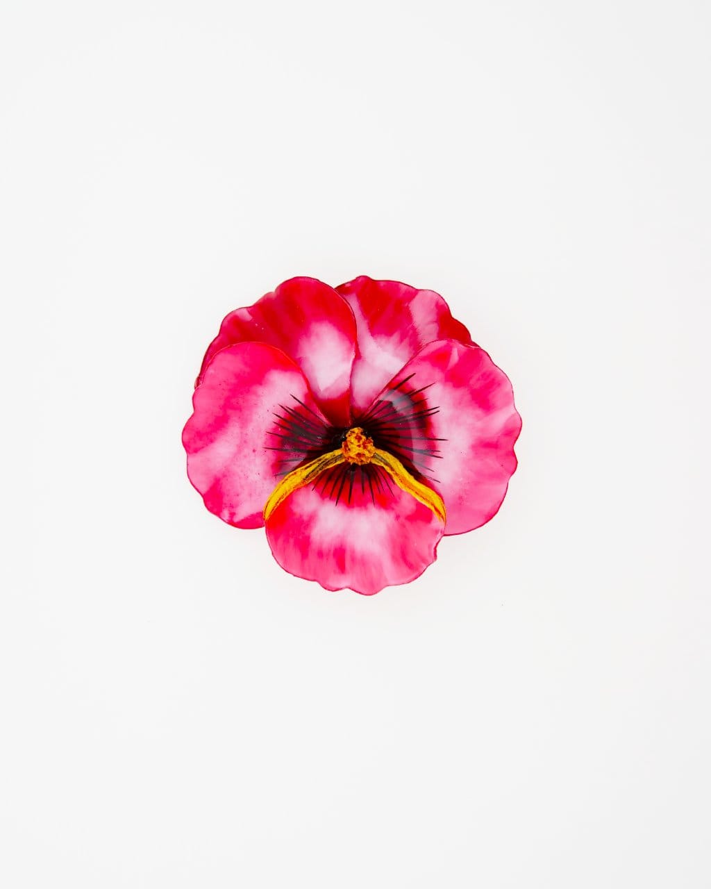 all-groups broche viola, véritable bijou élégant pour femme