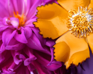 Broche fantaisie et fleurie jeune, idéale pour apporter une touche de couleur à un mariage. 