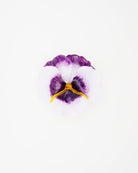 broche authentique Viola, un bijou élégant pour femme